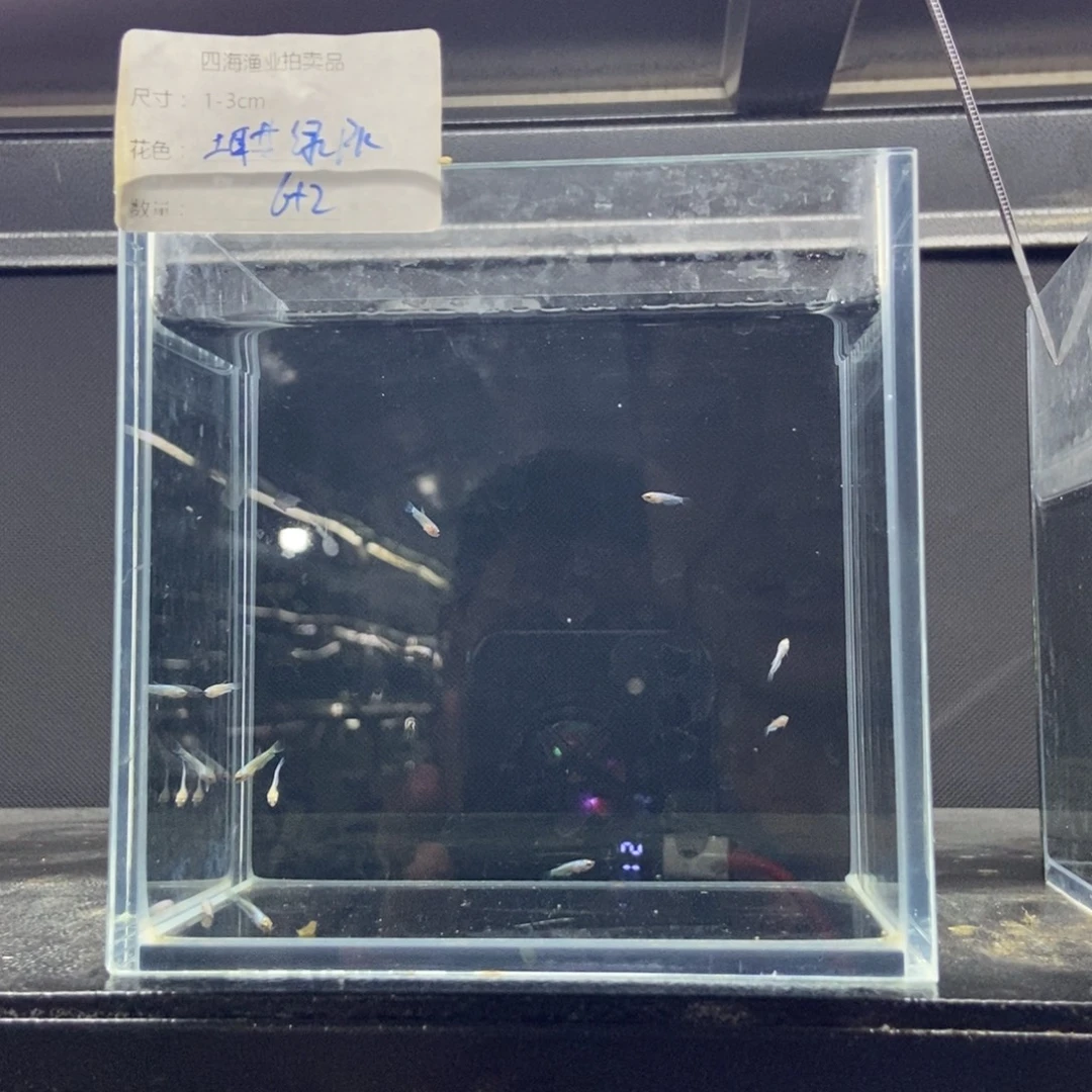 斗鱼包活不包损所见即所得040