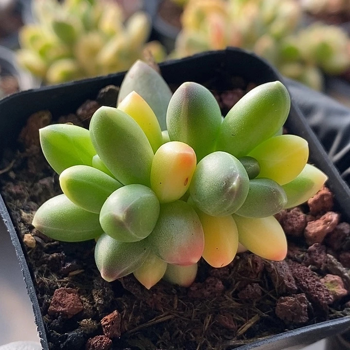 千代田锦拉丝复轮