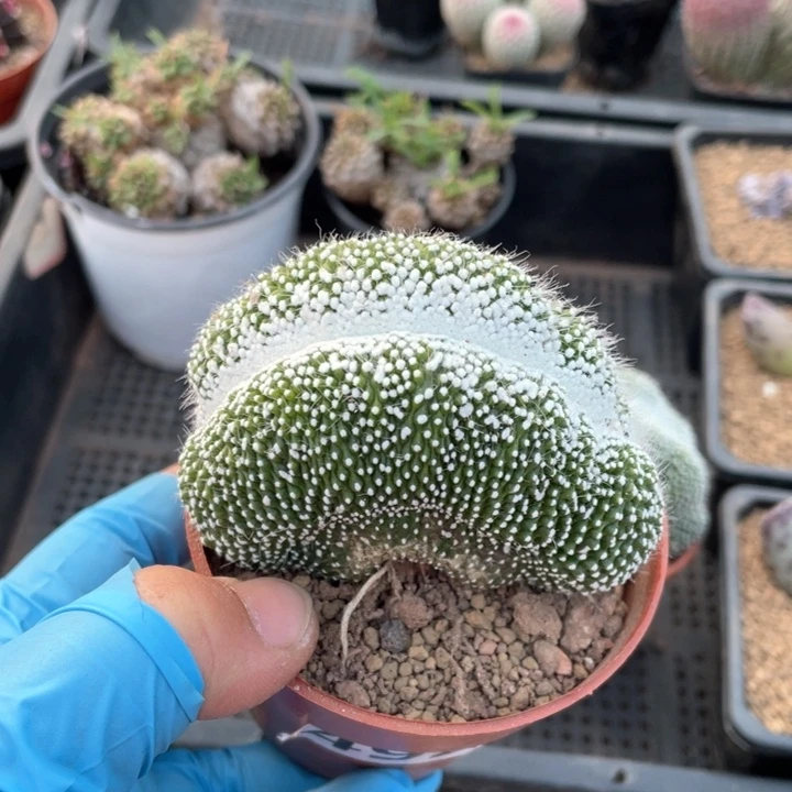 ?****?492面包缀化仙人球