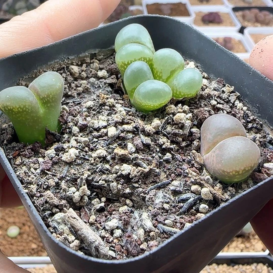 三颗风铃。       45672