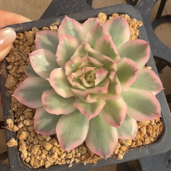 紫蝴蝶腹轮锦模特