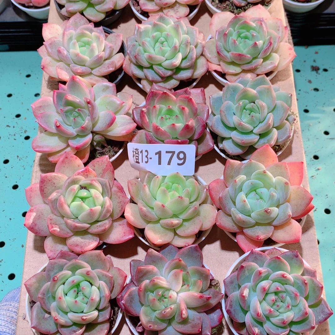 13-179一物一拍多肉带盆18颗