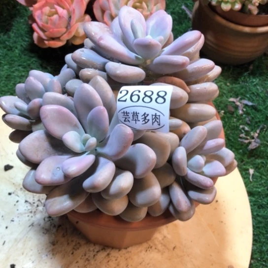 桃蛋，2688，一物一拍