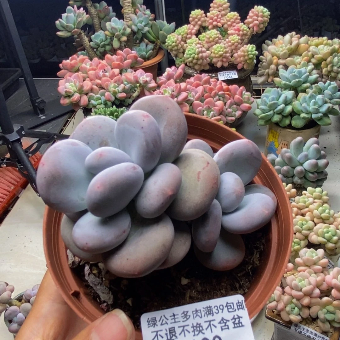 100大叶奶多肉8cm