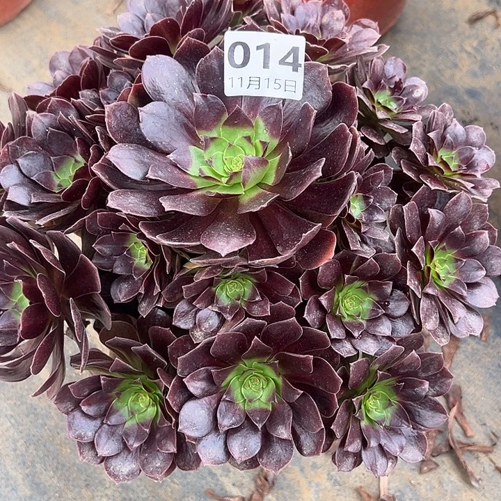 11.15-14赤炎莲多肉植物1