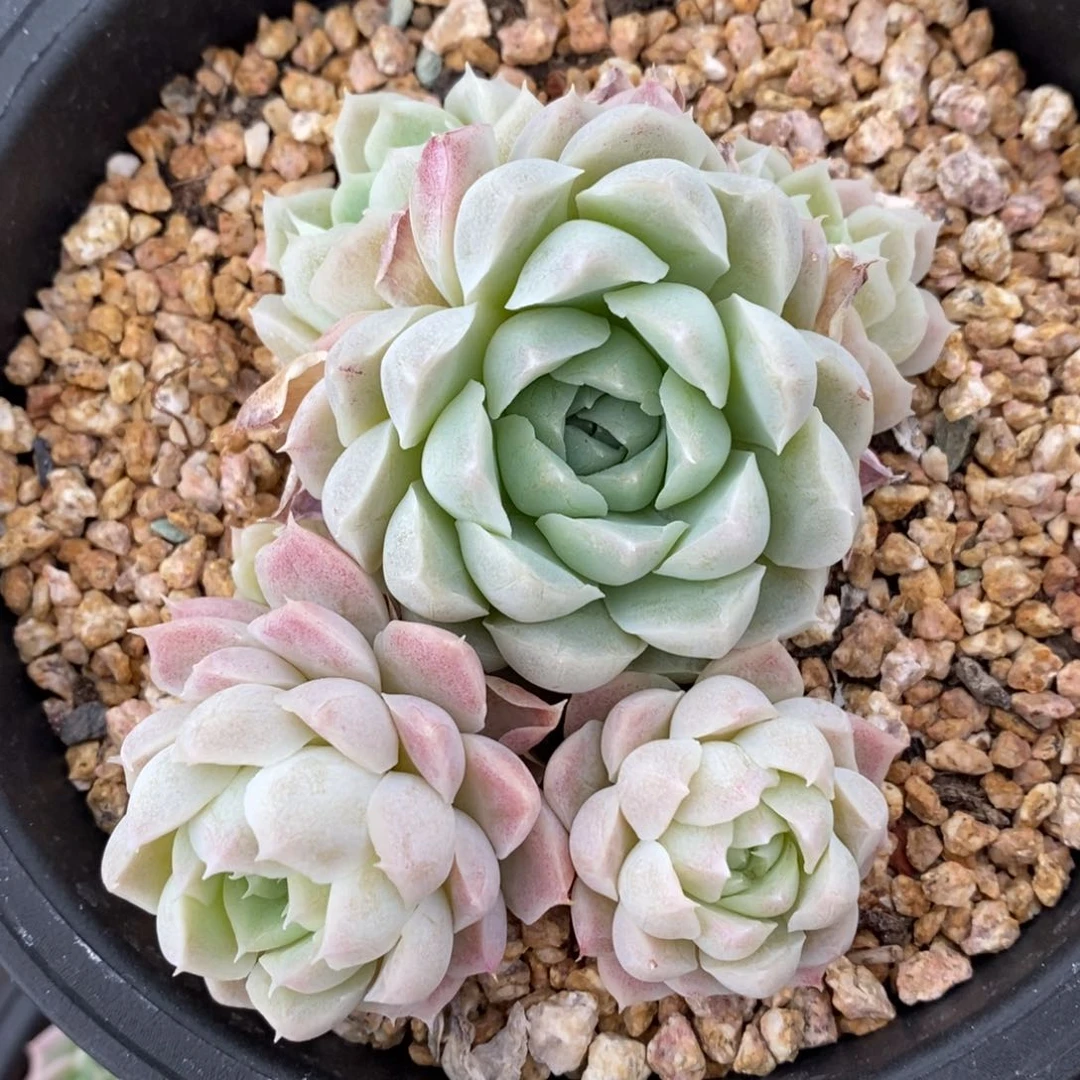 精品多肉一物一拍不包整3