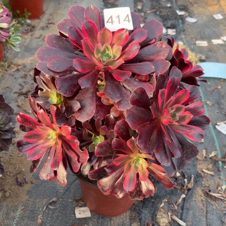 蒙娜丽莎多肉植物不包损414