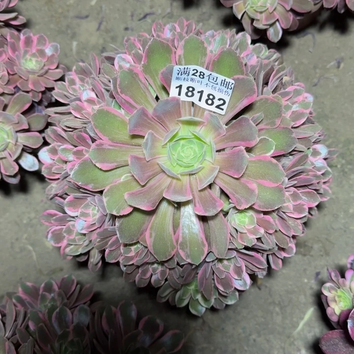 18182浣纱多肉植物