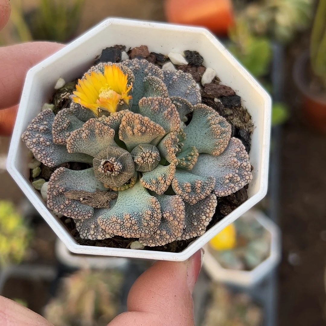 多肉植物小天女开花