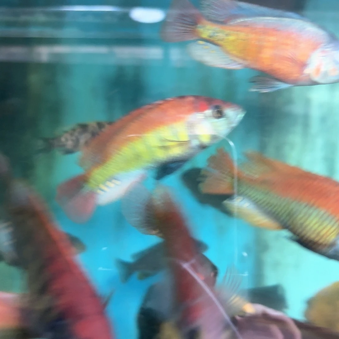 辉***哥海水鱼火红背一条9缸