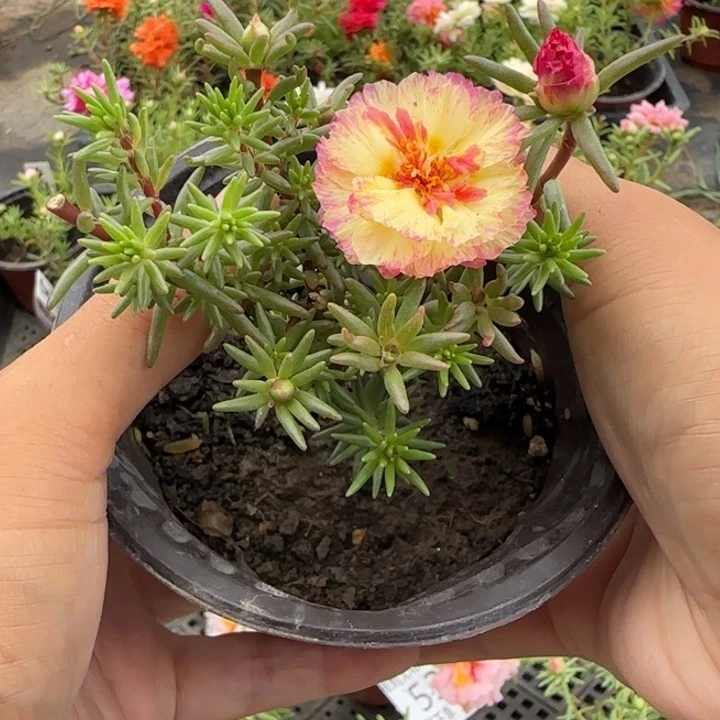 无花朵量拍小纸醉金迷超小苗盆口10cm