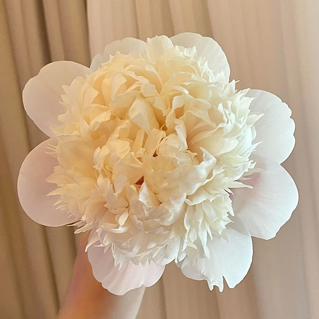 【欧文斯上校】荷兰进口芍药 粉白色系 芍药裸根基地直发