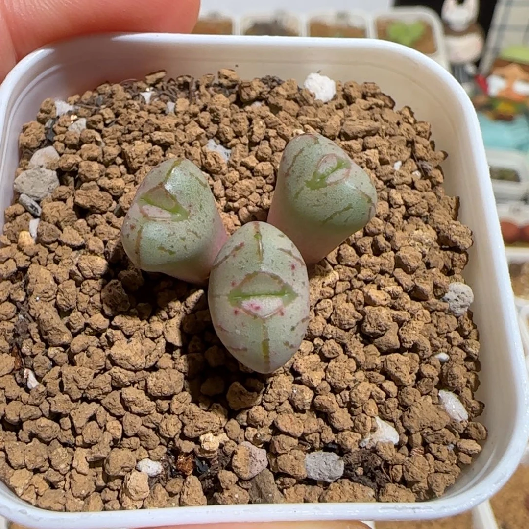 肉锥多肉植物组合-杂交1602