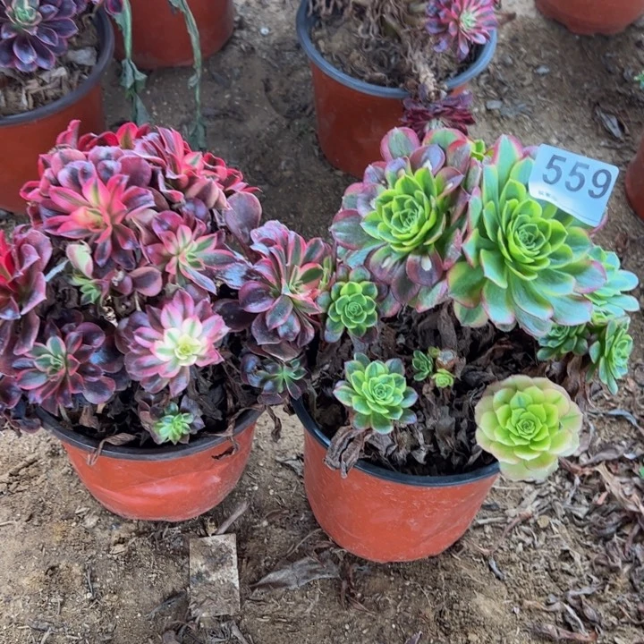 砍头组合2颗多肉植物559