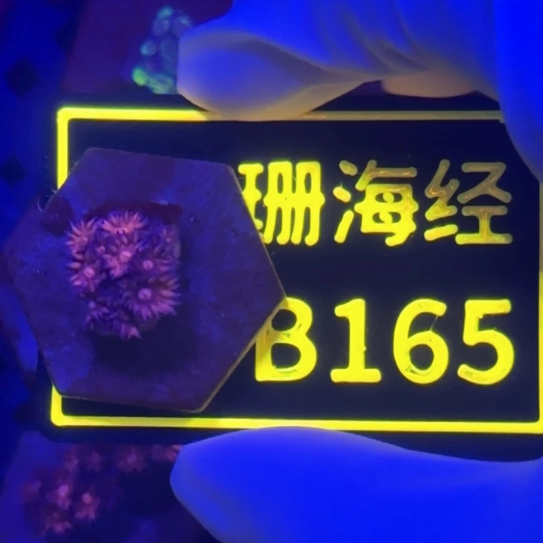 纽扣珊瑚爱***条又又不包邮澳彩切件B165