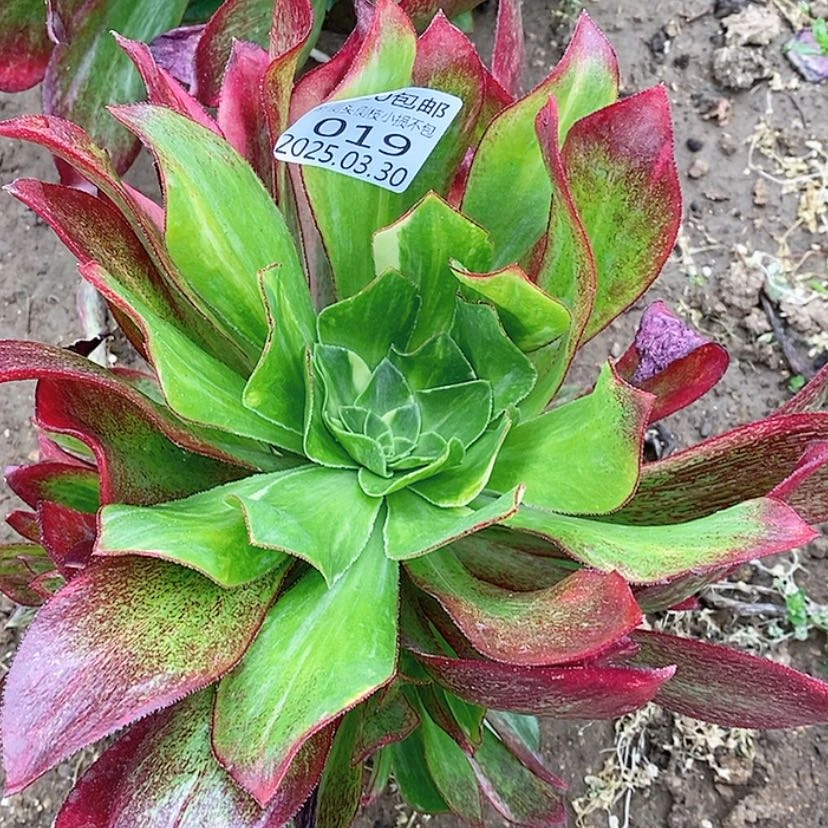 【闪购商品】3.30-19魅影七彩多肉植物