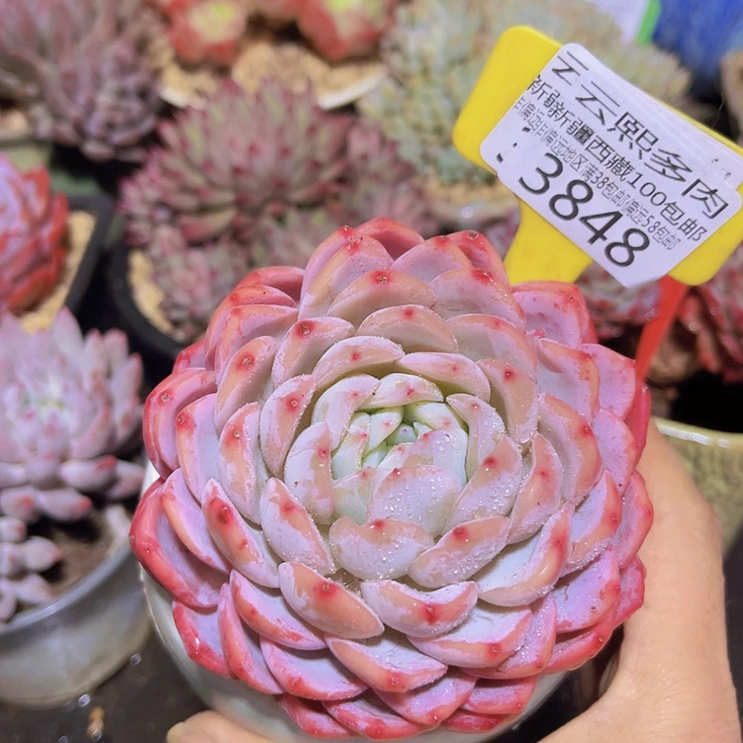 3848胭脂多肉植物