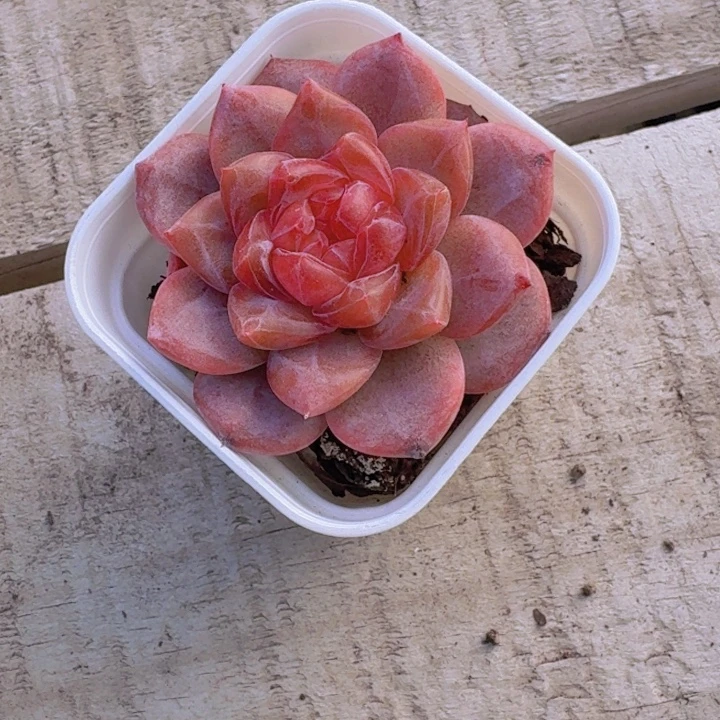 雪芙蓉新疆包邮12.8