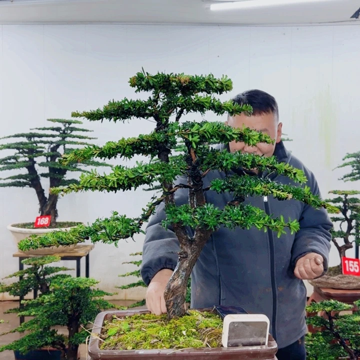 无花朵盆景园林……