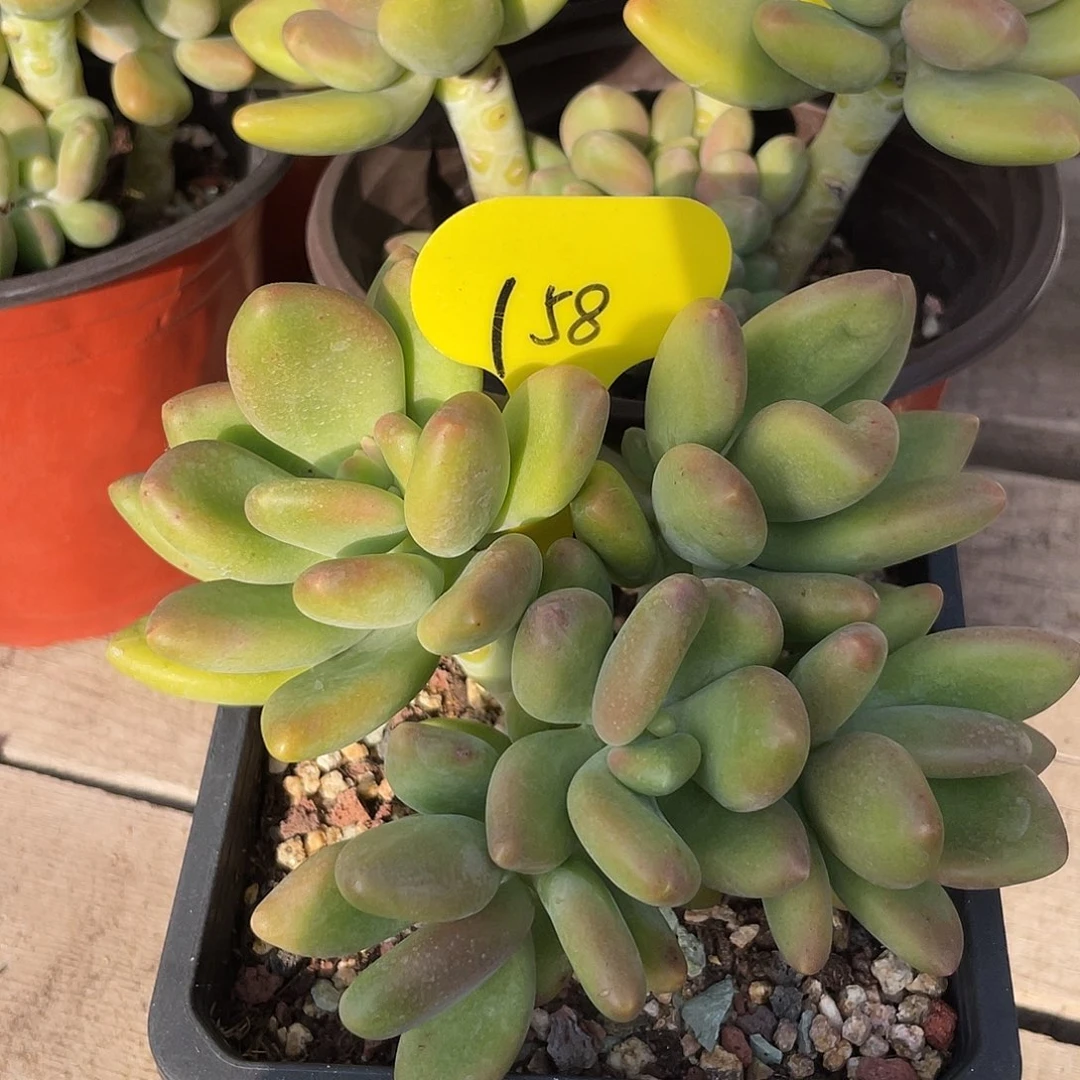 芒果美人多肉植物158