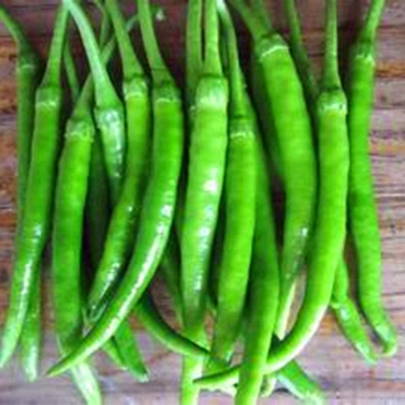 F142杭椒种子高产线椒种籽辣椒种子高产抗病杭椒一号七号尖椒青椒