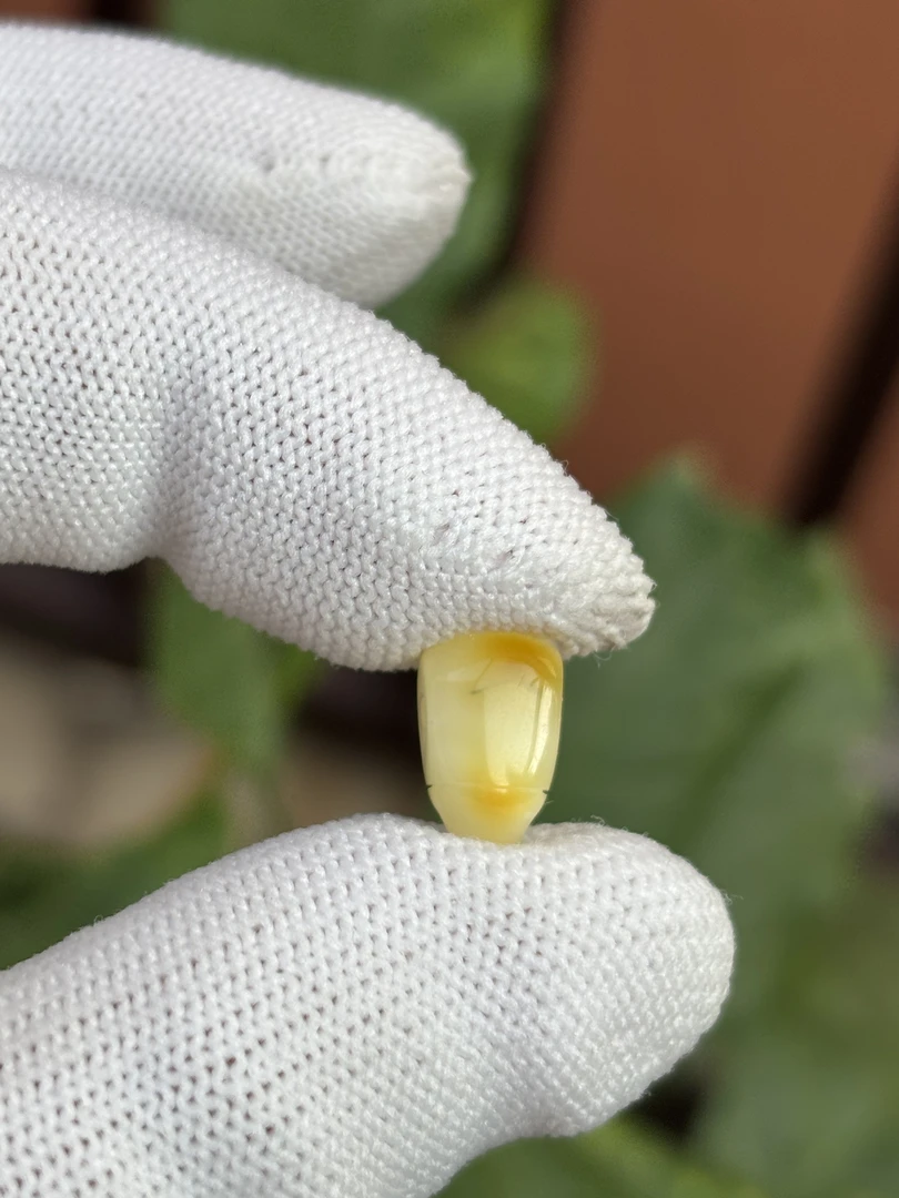 5481天然蜜蜡琥珀三通7.5x6.5x12.6mm