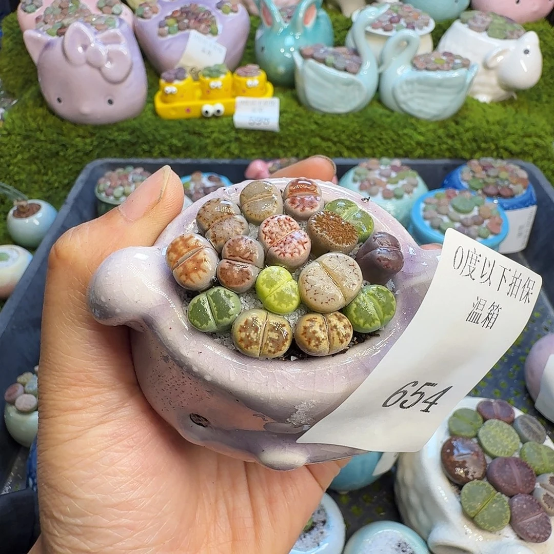 溪***多肉植物福利冲654