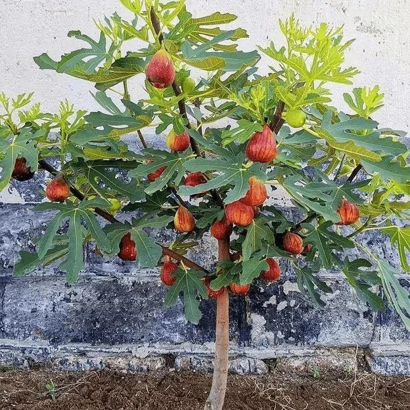无花果树果苗地栽盆栽当年结果特大波姬红无花果树苗南方北方种植