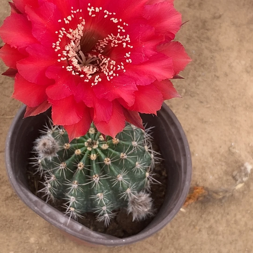 阿****8彩草脱土拖盆 20包邮