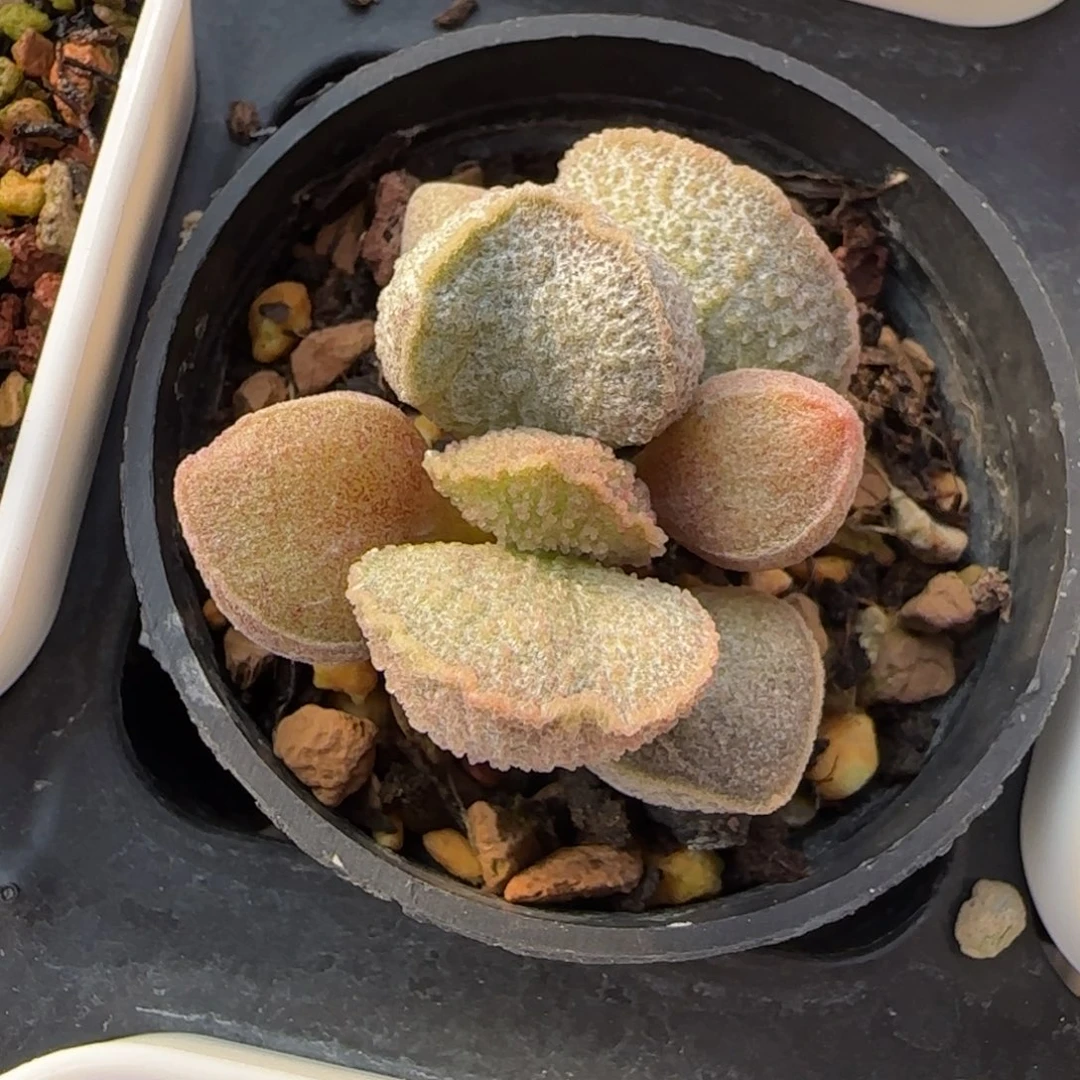 司音磨砂蛋多肉植物