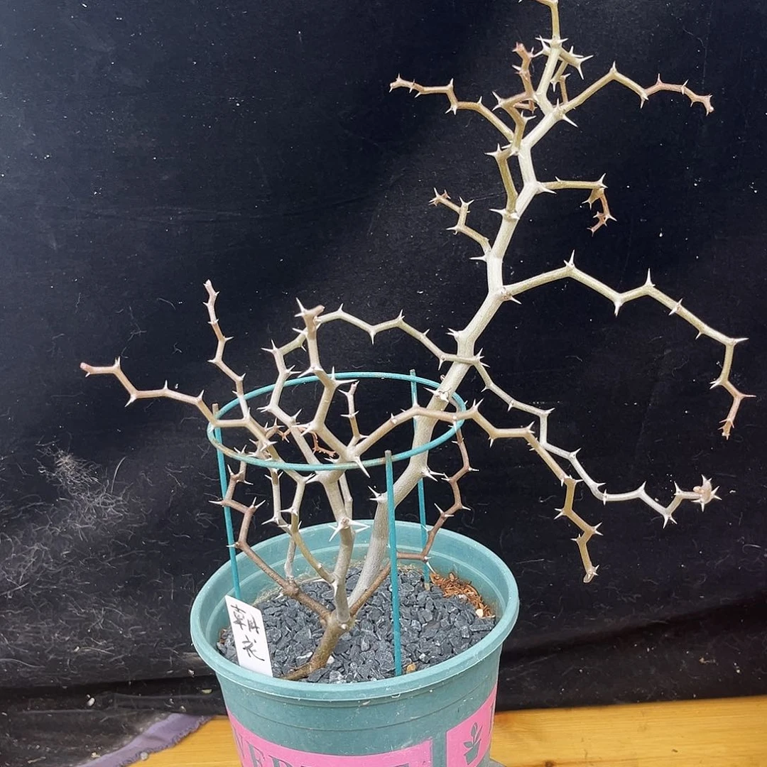 弯曲龙MA15号漏一物一拍