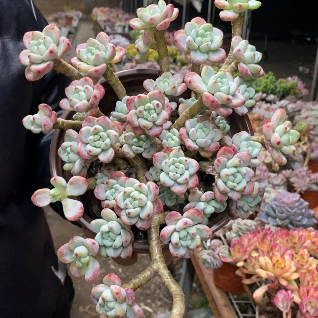 劳尔整桩整群老桩