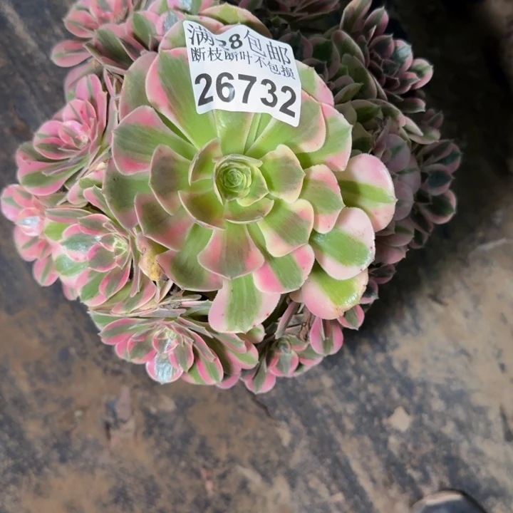 26732南女巫多肉植物