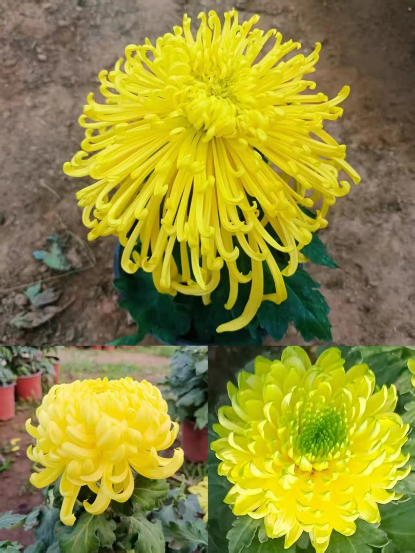 大苗[混搭三盆组合]九月菊花苗大型花好养护简单耐寒耐旱