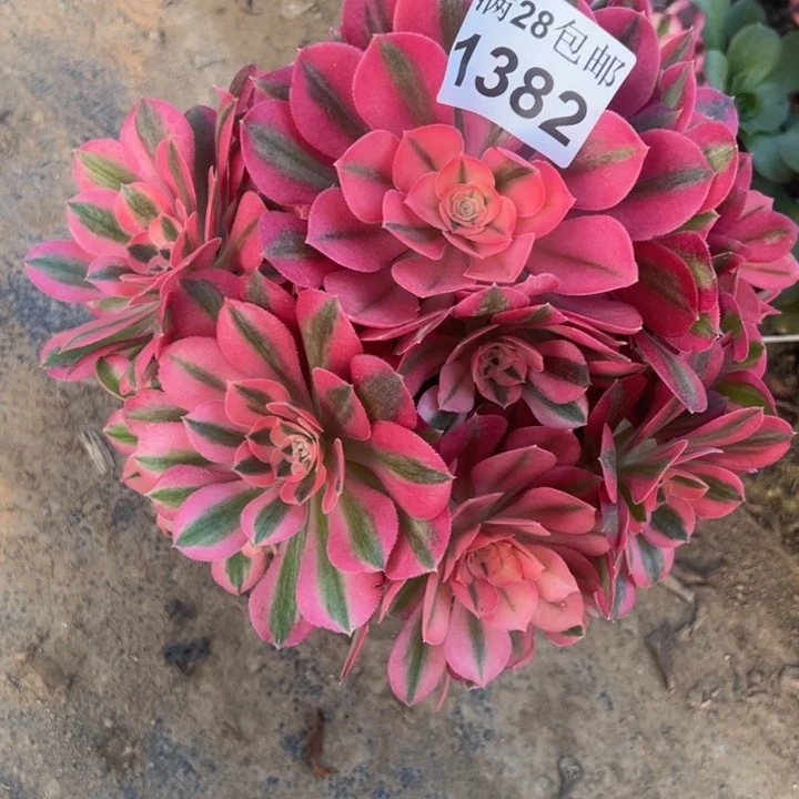 1382女巫多肉植物