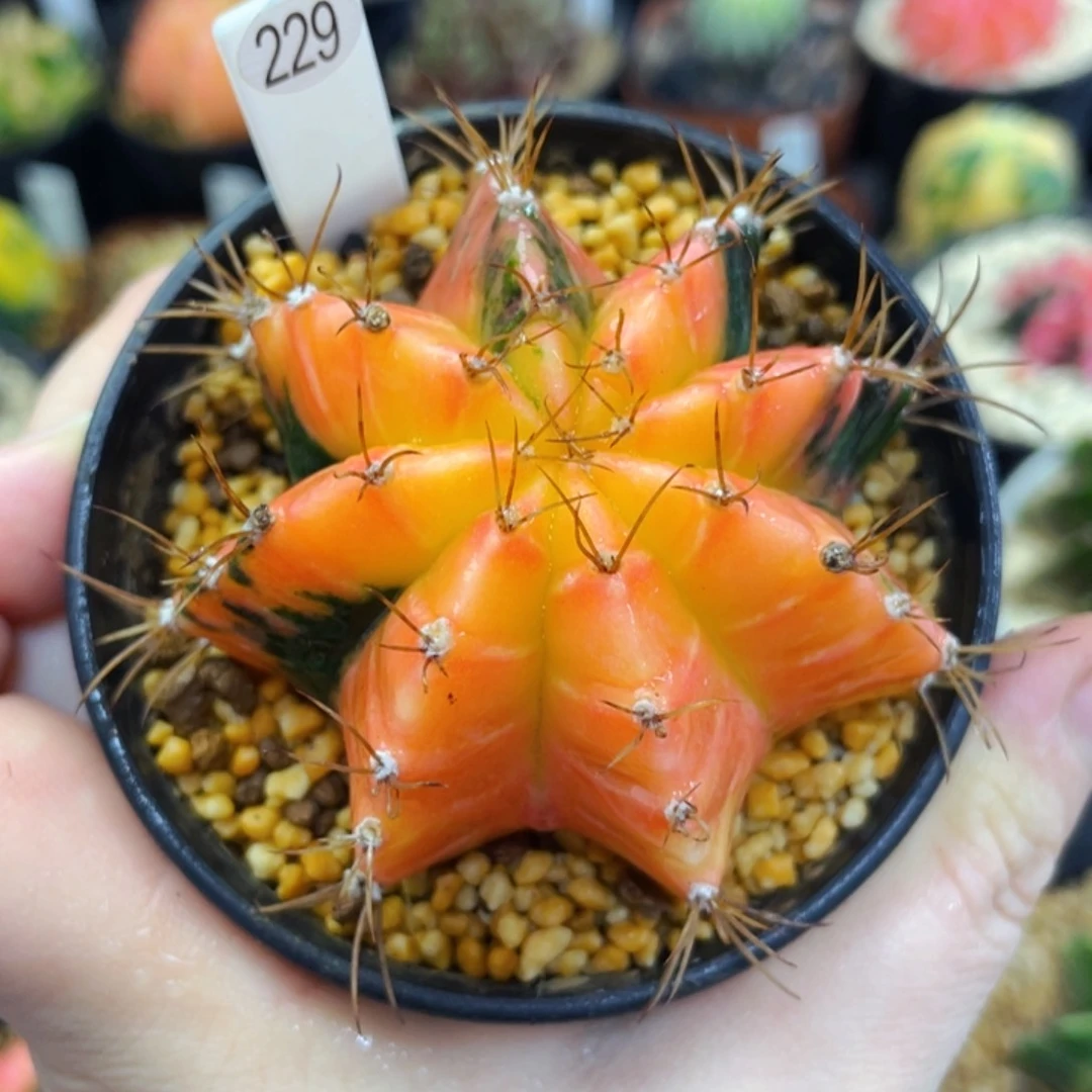 盆5公分满25包邮裸根发货