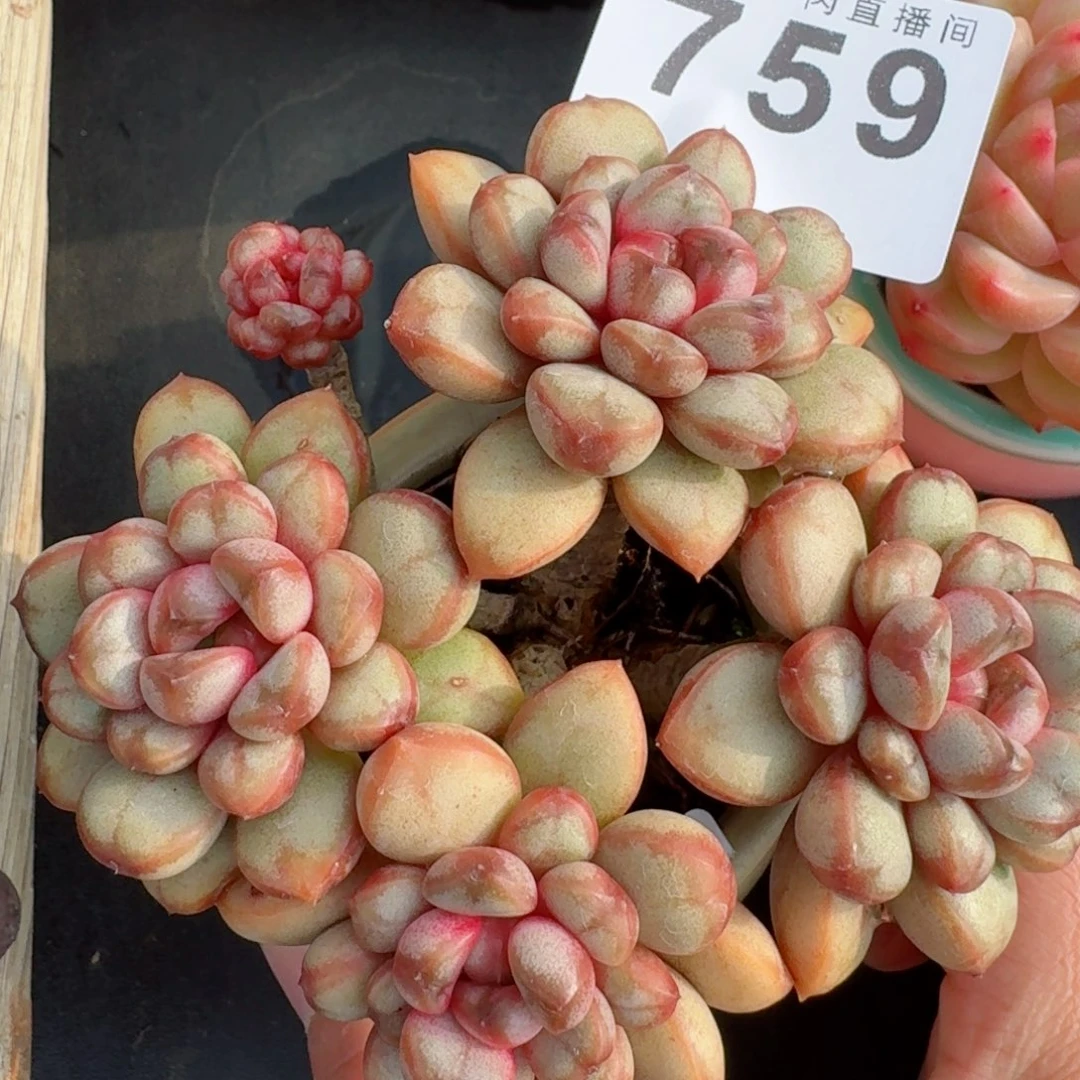 759精控精养葡萄      愿你一路坦途，乘风破浪展宏图