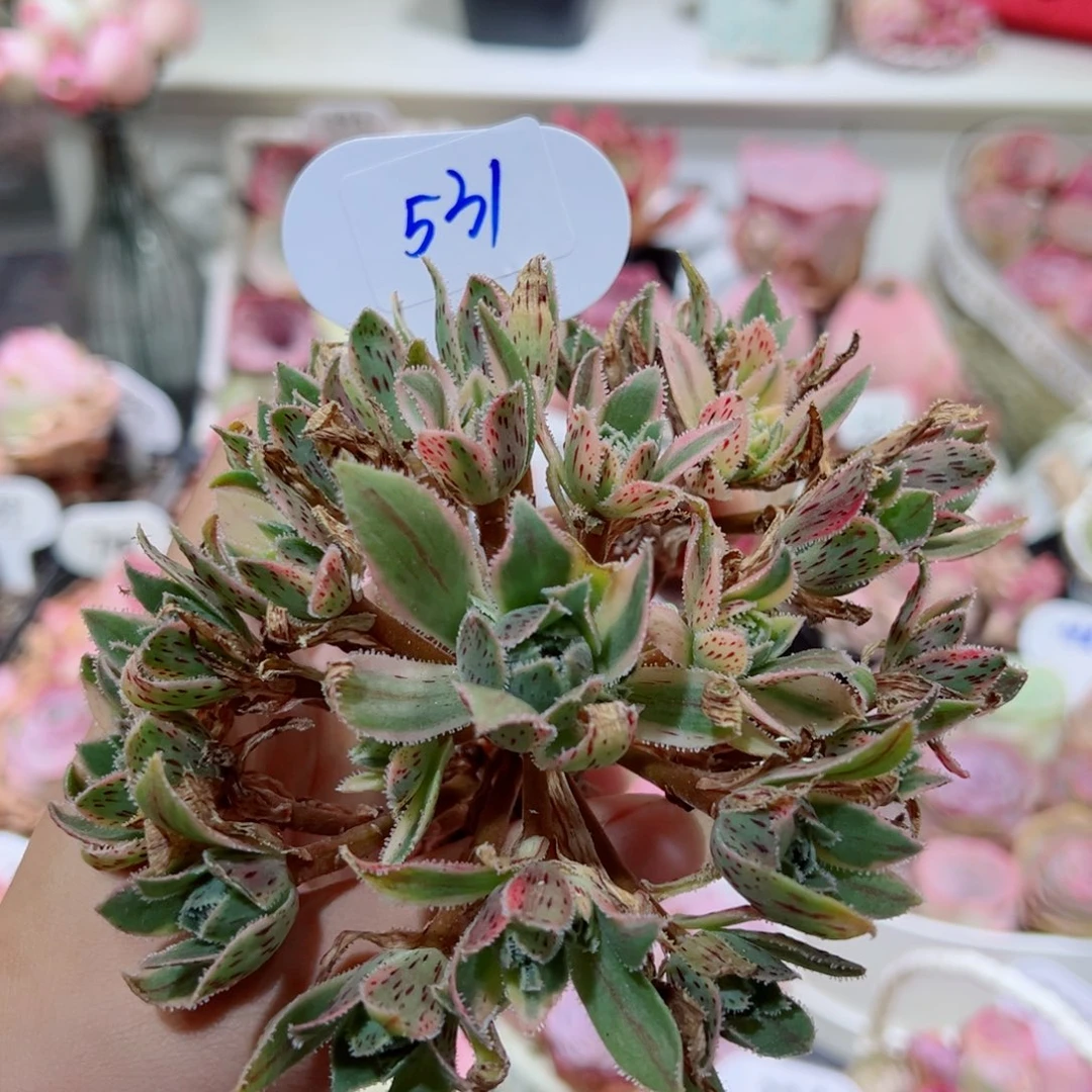 5*531巴贝图锦群十二公分。