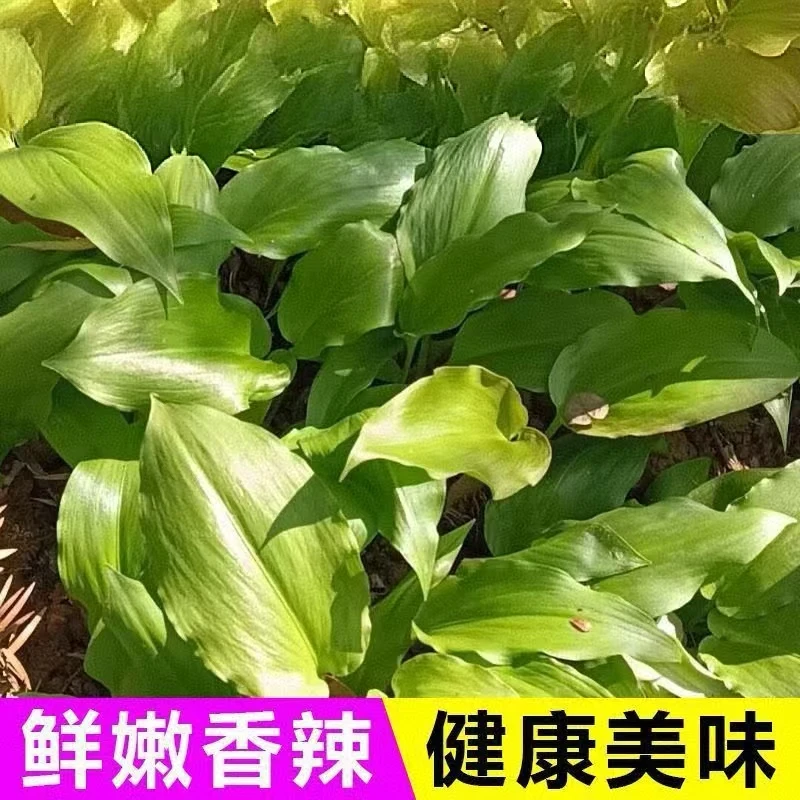 山葱种子春夏秋冬四季阳台盆栽蔬菜种子
