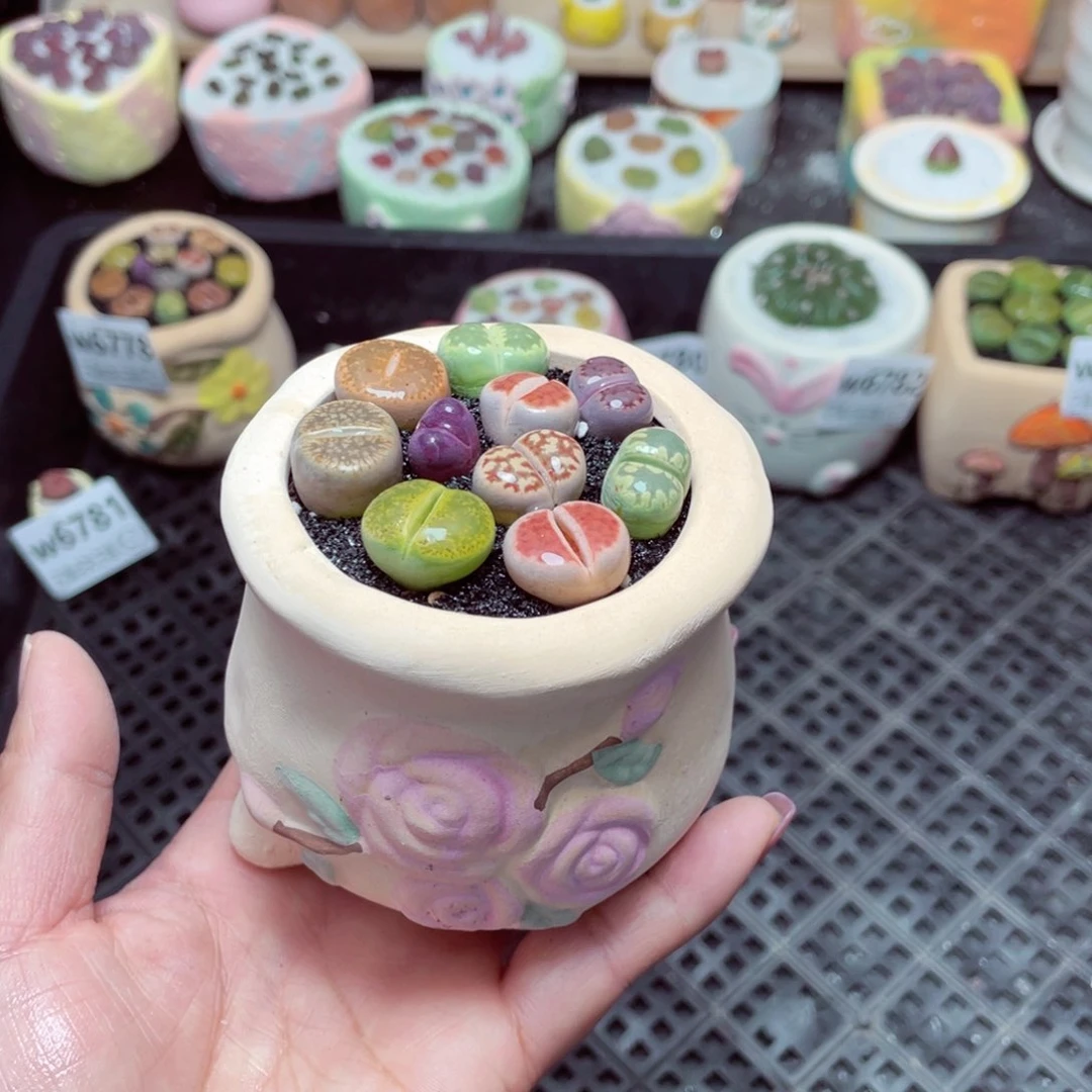 w6784 –零下地区拍保温箱-15支持寄养