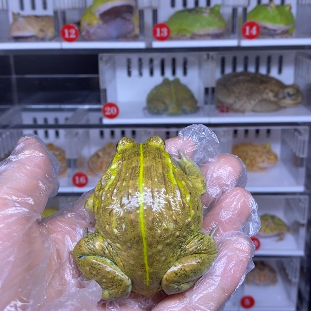 角蛙非牛蛙蛙闪购链接