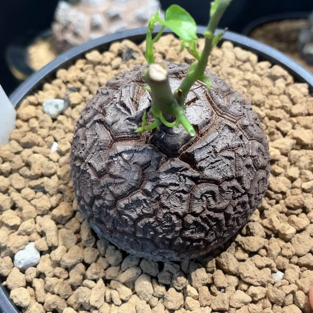 135号龟甲龙6.6公分