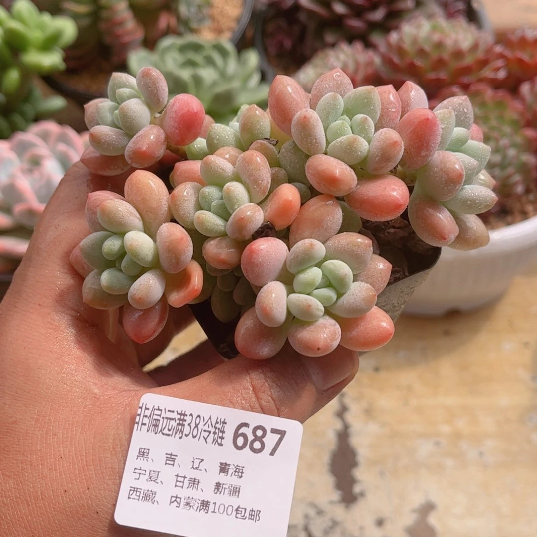 687洛神德华多肉