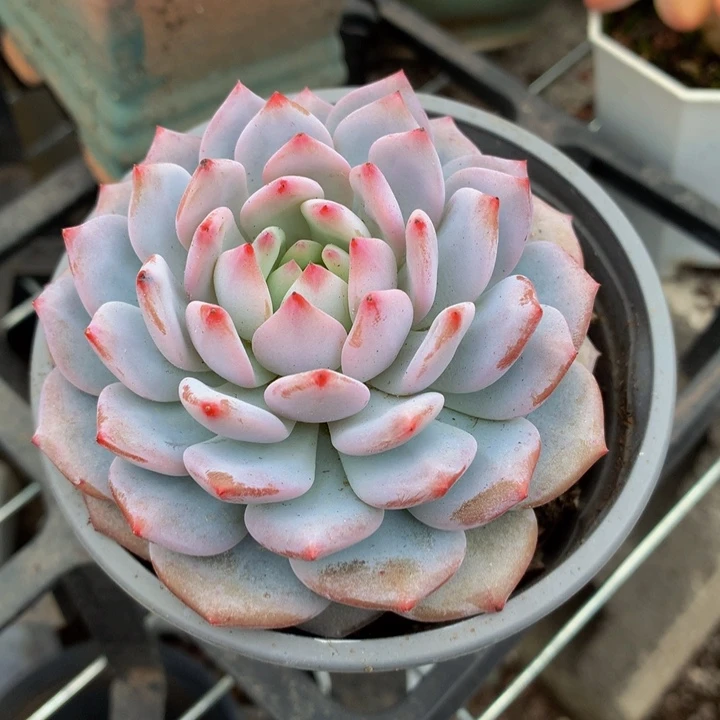 玉芙蓉。