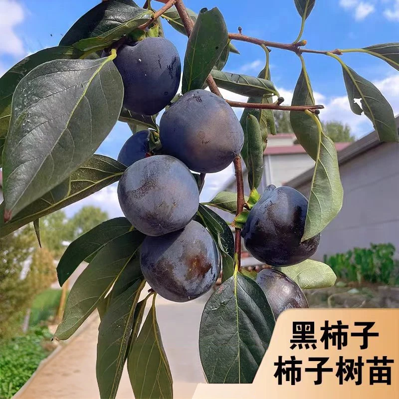 带果黑柿子树苗土球南北方种植果树苗庭院阳台种植耐寒耐高温