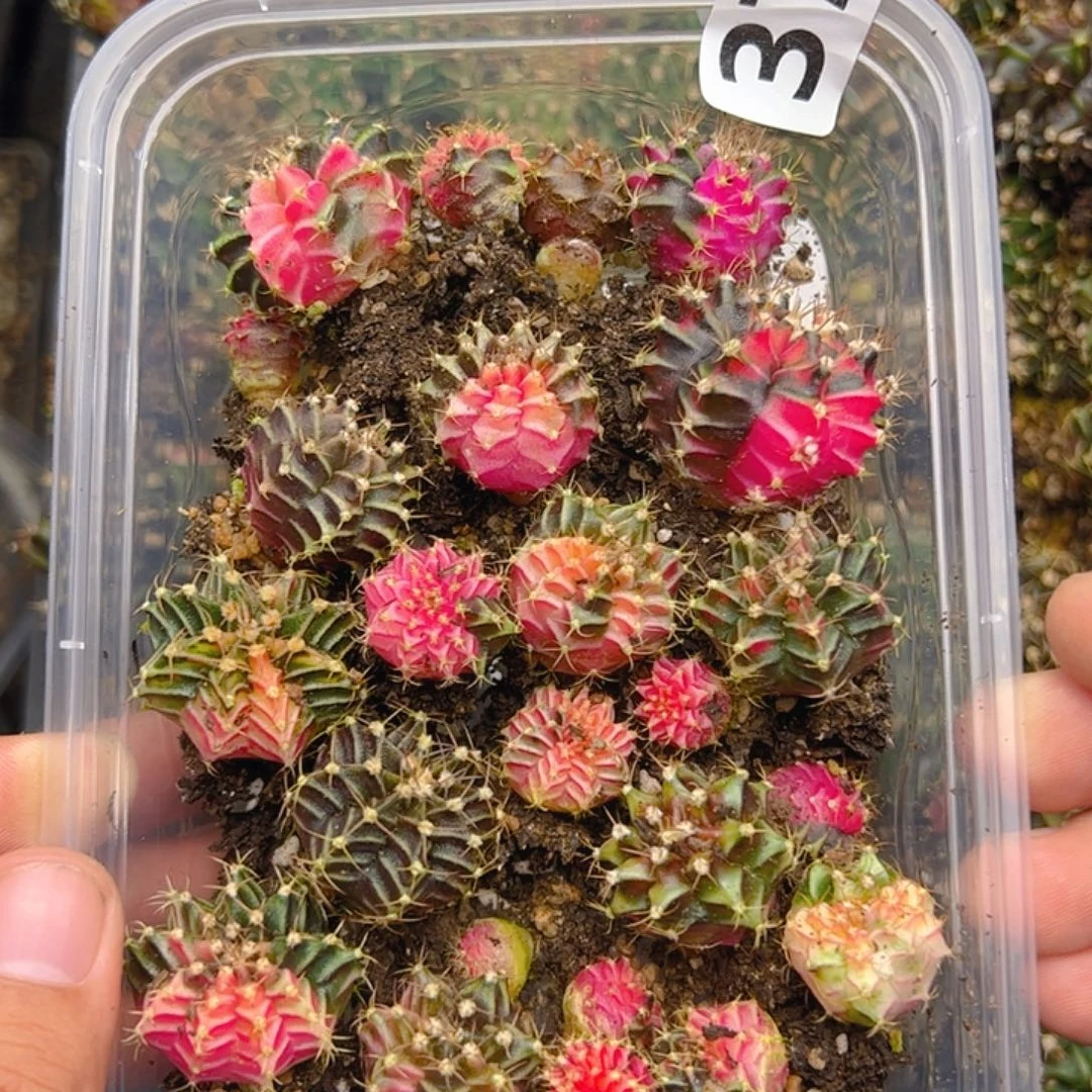 当前无花栽培后可以开花376