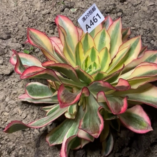 李*·魅影461多肉植物