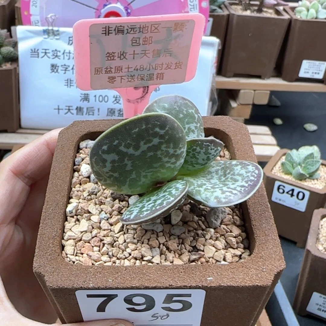 795蝴蝶多肉植物