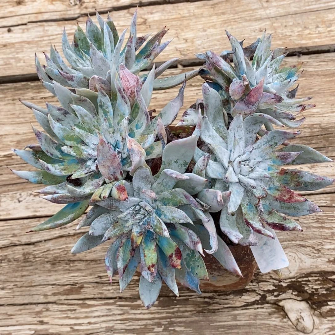 苹果叶粗腿瑕疵瑕疵