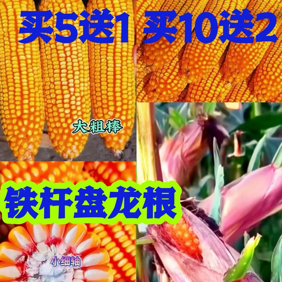 H铁杆盘龙根（一袋5500粒）高产玉米种子-买五送一买十送二--------